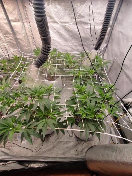 Magnetar(Coco). Week 4
