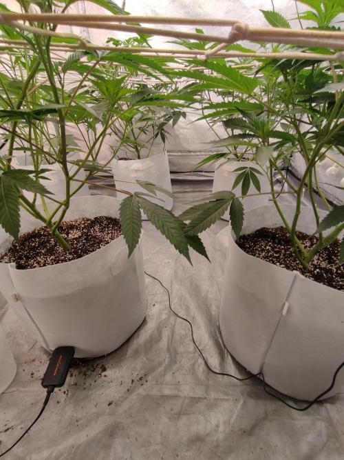 Magnetar(Coco). Week 4