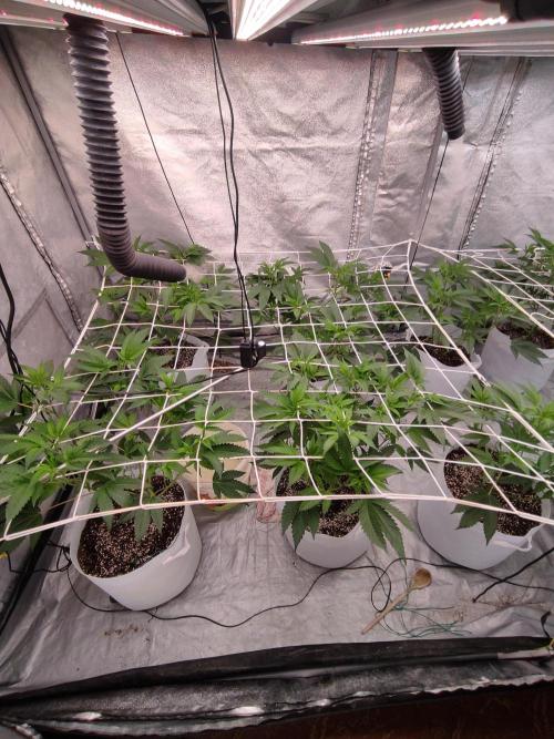 Magnetar(Coco). Week 4