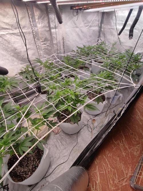 Magnetar(Coco). Week 4