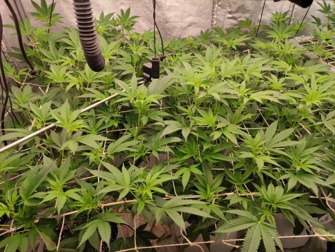 Magnetar(Coco). Week 6