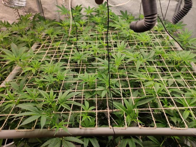 Magnetar(Coco). Week 6