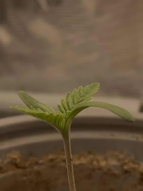 Triangle Sherbert Kush BX1 und Strawberry OG