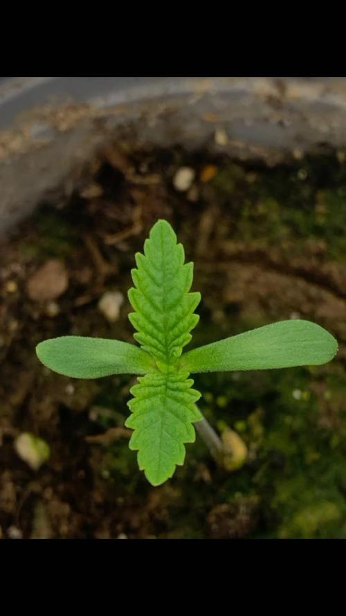 Triangle Sherbert Kush BX1 und Strawberry OG