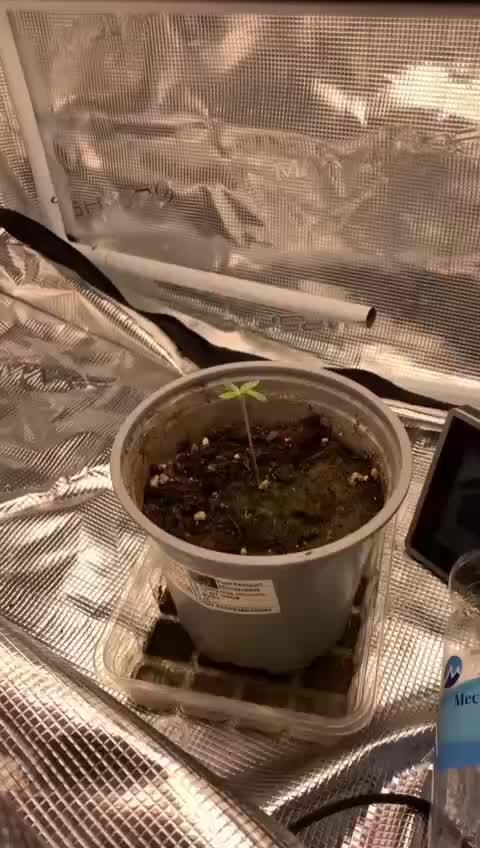 Triangle Sherbert Kush BX1 und Strawberry OG