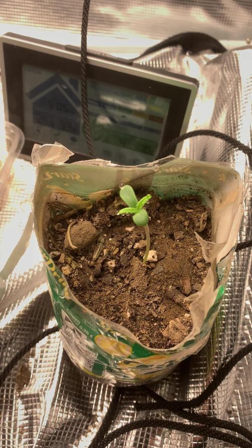 Triangle Sherbert Kush BX1 und Strawberry OG