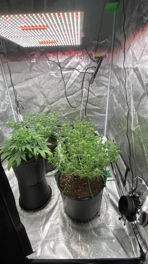 1-Cereal Milk Photo Fem  Organic Grow VS  1-5x5 Grow Tent