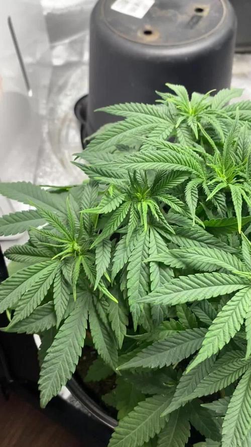 1-Cereal Milk Photo Fem  Organic Grow VS  1-5x5 Grow Tent