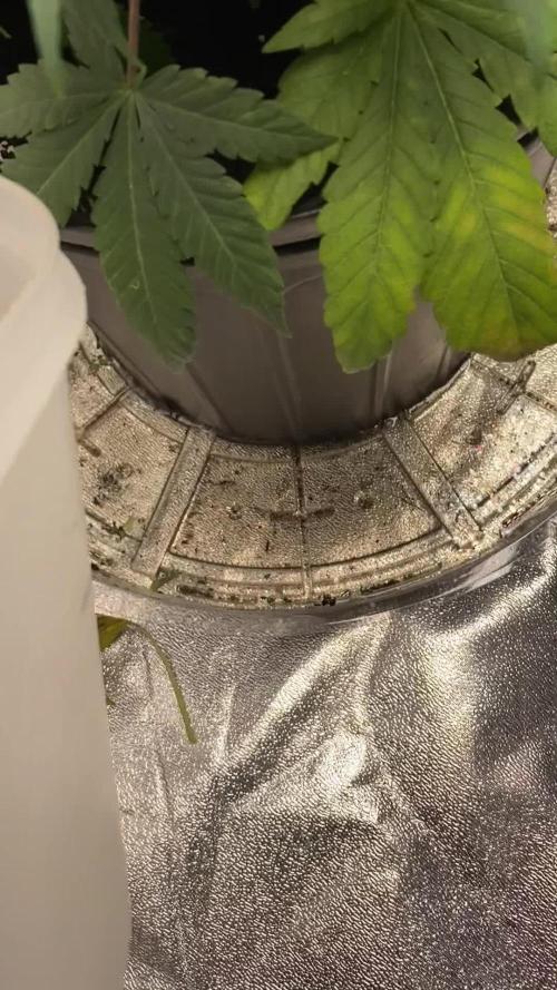 1-Cereal Milk Photo Fem  Organic Grow VS  1-5x5 Grow Tent