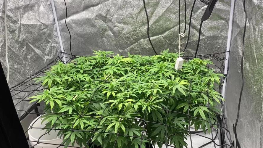 1-Cereal Milk Photo Fem Organic Grow VS 1-5x5 Grow Tent