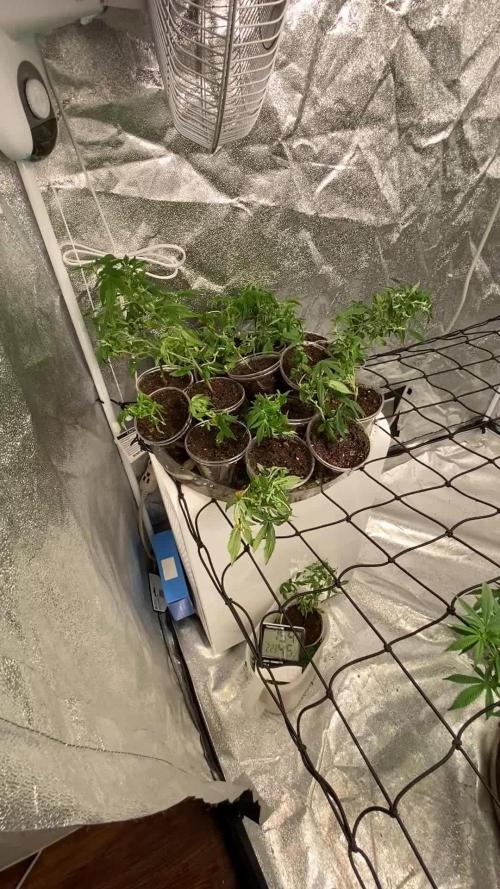 1-Cereal Milk Photo Fem  Organic Grow VS  1-5x5 Grow Tent