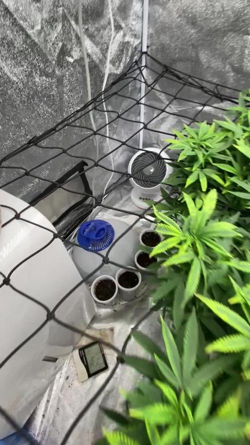 1-Cereal Milk Photo Fem Organic Grow VS 1-5x5 Grow Tent