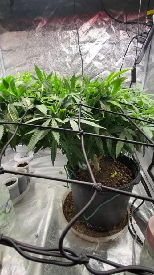 1-Cereal Milk Photo Fem Organic Grow VS 1-5x5 Grow Tent