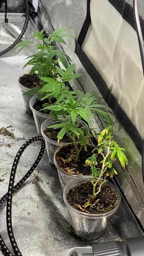 1-Cereal Milk Photo Fem Organic Grow VS 1-5x5 Grow Tent