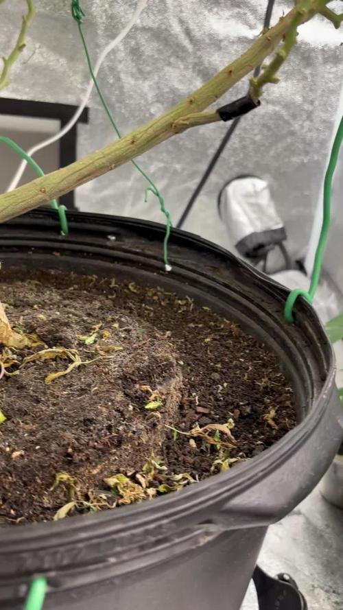 1-Cereal Milk Photo Fem  Organic Grow VS  1-5x5 Grow Tent