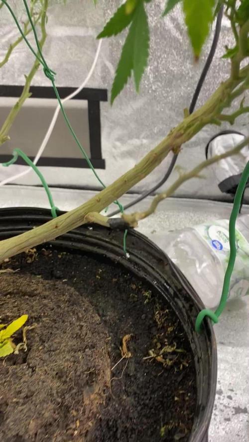 1-Cereal Milk Photo Fem Organic Grow VS 1-5x5 Grow Tent