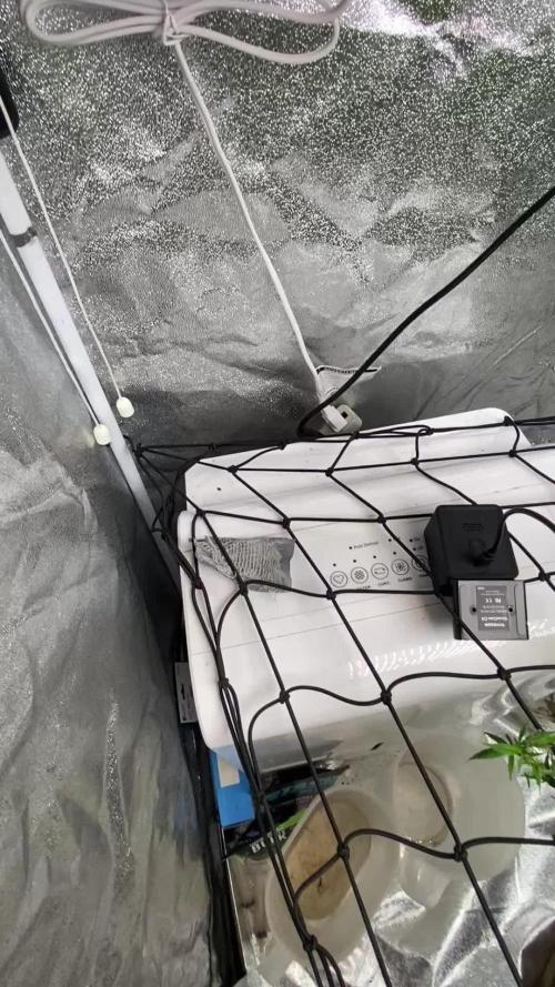 1-Cereal Milk Photo Fem Organic Grow VS 1-5x5 Grow Tent