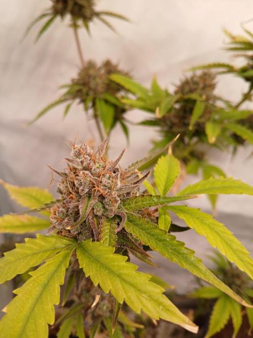 Pineapple Express. Week 5