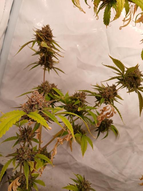 Pineapple Express. Week 5