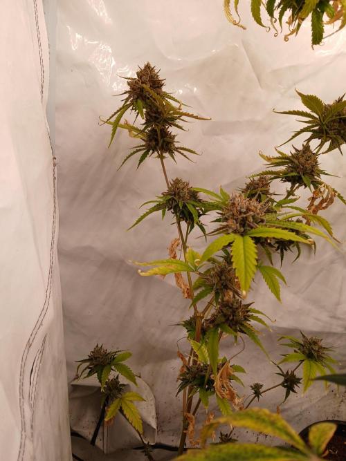 Pineapple Express. Week 5