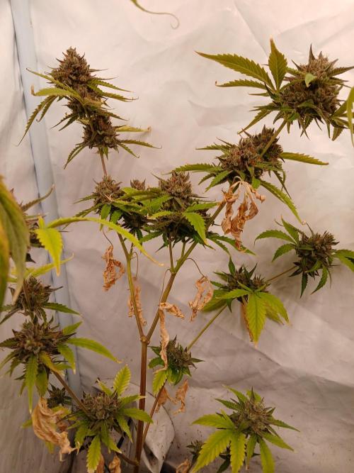 Pineapple Express. Week 5