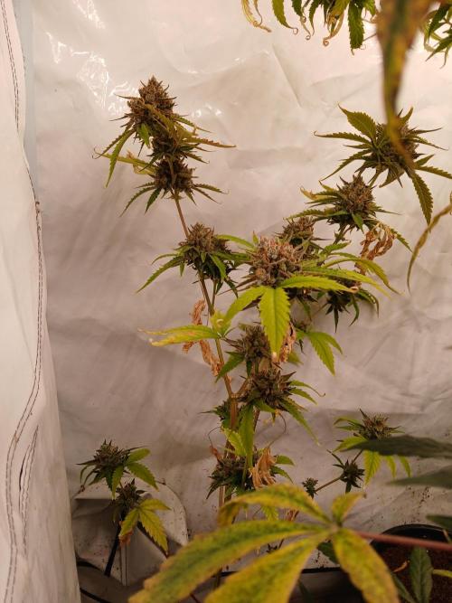 Pineapple Express. Week 5