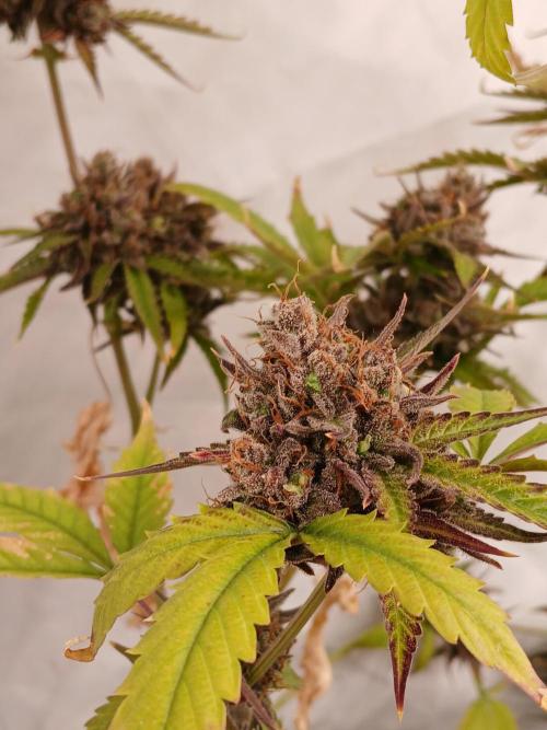 Pineapple Express. Week 6