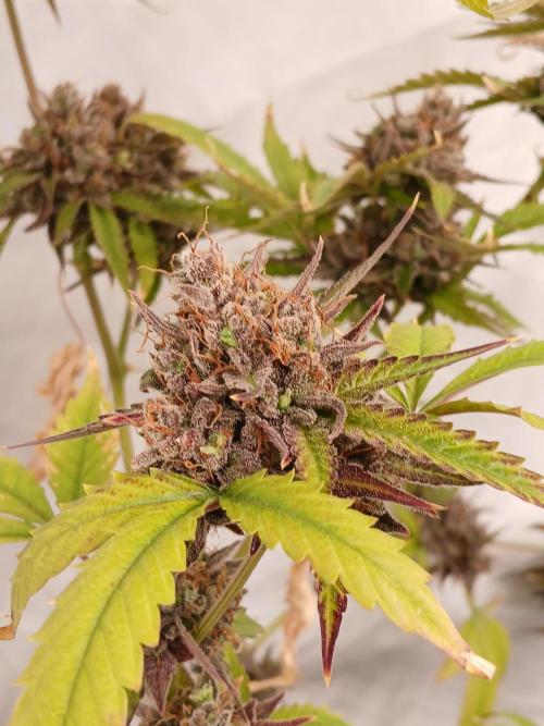 Pineapple Express. Week 6