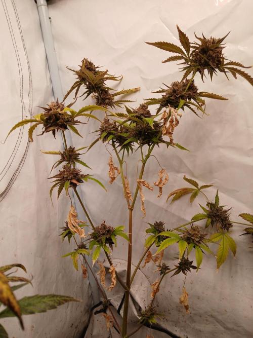 Pineapple Express. Week 6