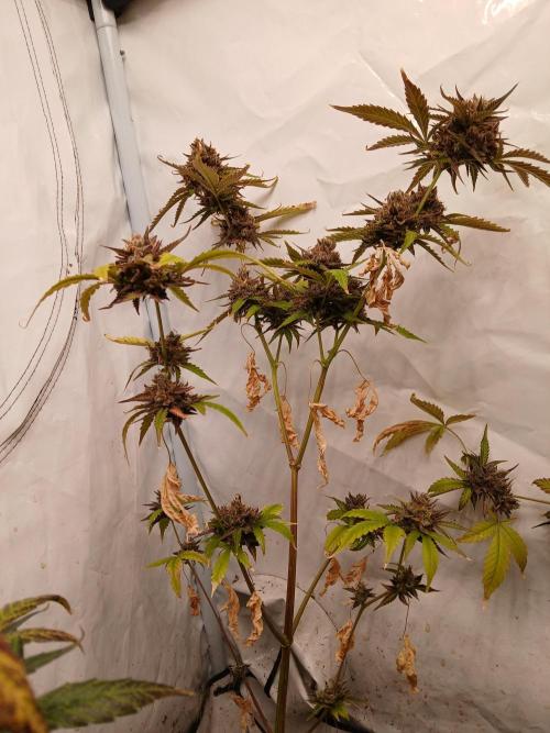 Pineapple Express. Week 6