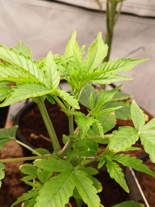 Skywalker OG. Week 3