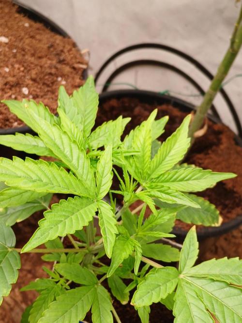 Skywalker OG. Week 3