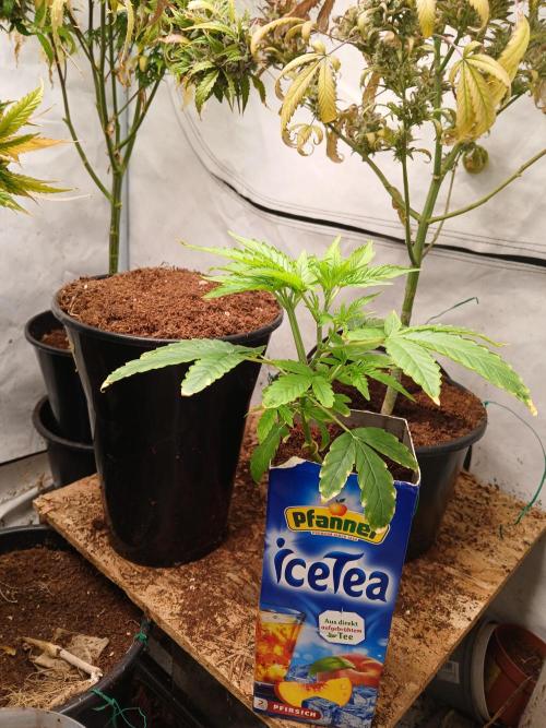 Skywalker OG. Week 3