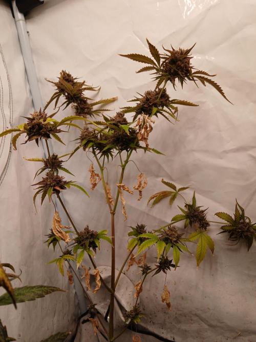 Pineapple Express. Week 7