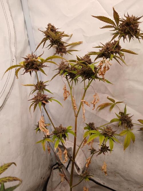 Pineapple Express. Week 7