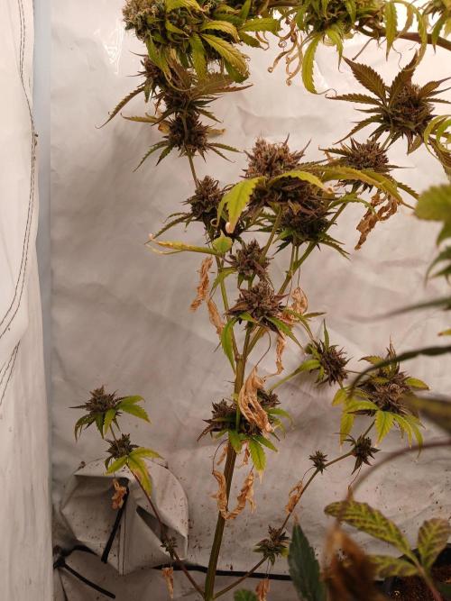 Pineapple Express. Week 7