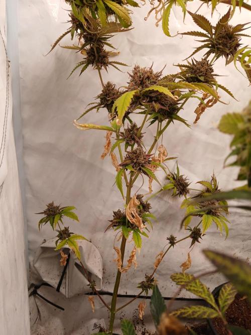 Pineapple Express. Week 7