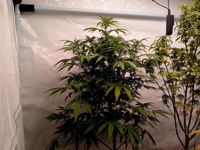 I dont no regular #Haze 90s. Week 4