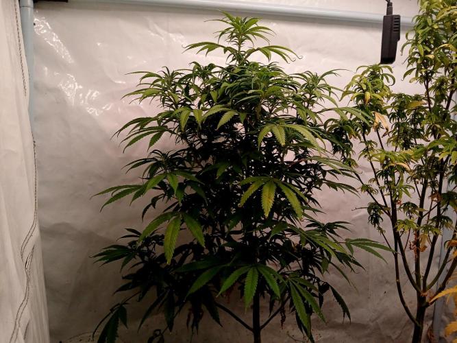 I dont no regular #Haze 90s. Week 4