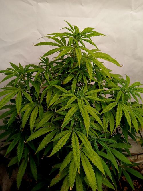 I dont no regular #Haze 90s. Week 4