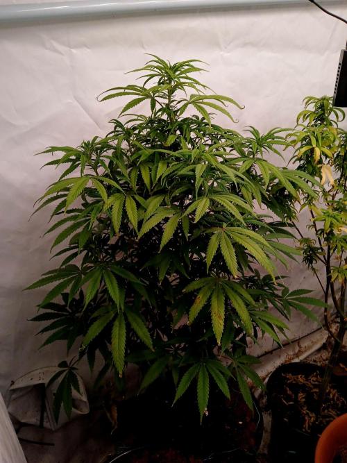 I dont no regular #Haze 90s. Week 4