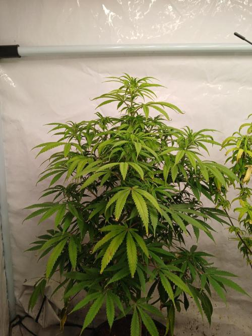 I dont no regular #Haze 90s. Week 4