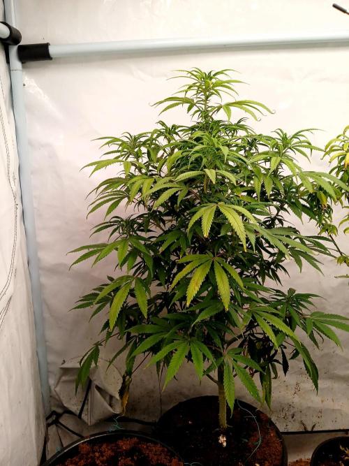 I dont no regular #Haze 90s. Week 4