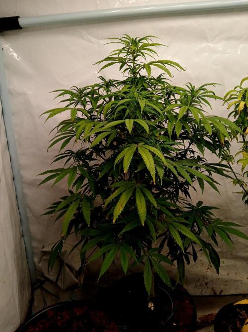 I dont no regular #Haze 90s. Week 4