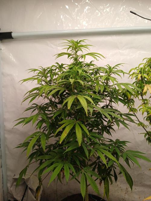 I dont no regular #Haze 90s. Week 4