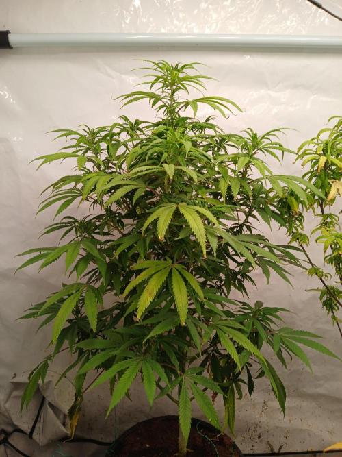 I dont no regular #Haze 90s. Week 4