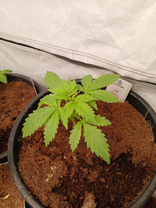 Skywalker OG. Week 1