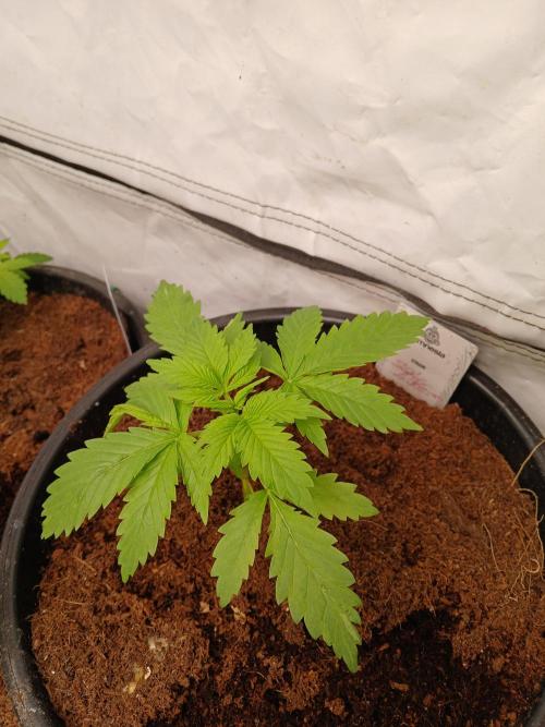 Skywalker OG. Week 1