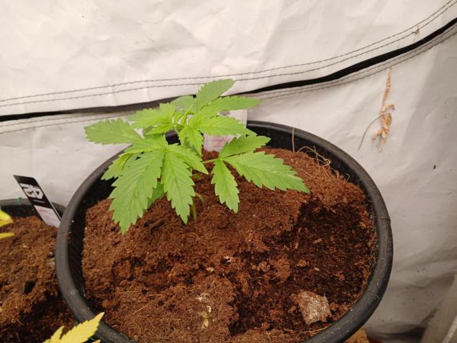 Skywalker OG. Week 1