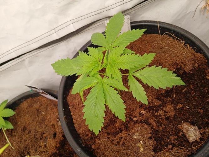 Skywalker OG. Week 1